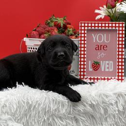 Orange - Black male Labrador Retriever puppy in Heath Springs, South Carolina from Rich Hill Retrievers
