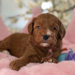 Foxy - Red  female Goldendoodle puppy in Yuciapa, California from AlltheDoodlez_