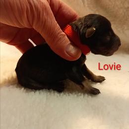 Lovie - Salt and pepper female Miniature Schnauzer puppy in Midland, Texas from Shebbies Puppy Palace