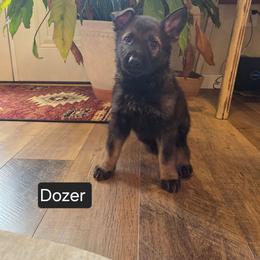 Dozer - Sable male German Shepherd puppy in Cave City, Arkansas from Bayou Valley Shepherds and American Hunt Terriers
