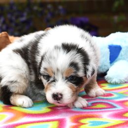 Australian Shepherd Puppies from Star Australian Shepherds
