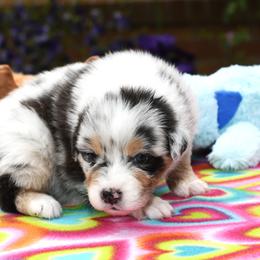 Australian Shepherd Puppies from Star Australian Shepherds