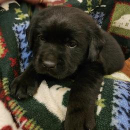 Black - Black male Labrador Retriever puppy in Siloam Springs, Arkansas from Karemy Kennels (Karemy Labradors)