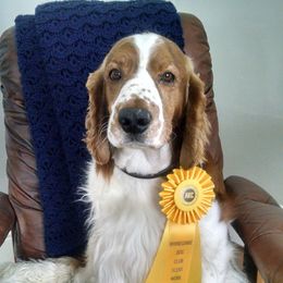 Whitman - Welsh Springer Spaniel