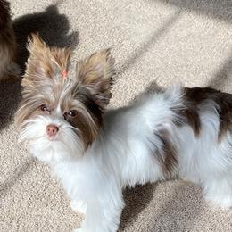 Maci - Yorkshire Terrier