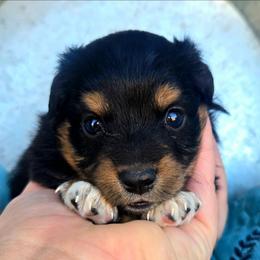 Miss Aura - Black tri female Toy Australian Shepherd puppy in Dolan Springs, Arizona from High Desert Companions