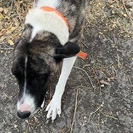 Daisy - Anatolian Shepherd Dog