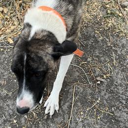 Daisy - Anatolian Shepherd Dog