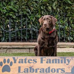 Quinn - Labrador Retriever