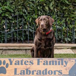 Quinn - Labrador Retriever