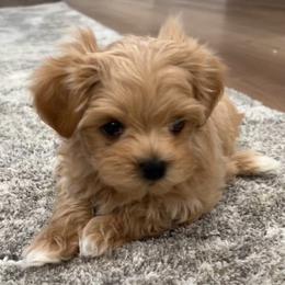 Maltese and Maltipoo Puppies from PrissyPawz