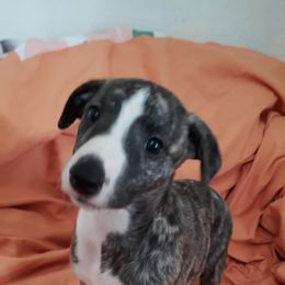 Boy 4 - male Whippet puppy in Lutz, Florida from Whippets of Astora