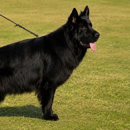 German Shepherd Puppies from Von Gonzalez Kennel