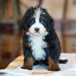 Atlas - Tri-color male Bernedoodle puppy in Dundee, Ohio from Down Home Doodle
