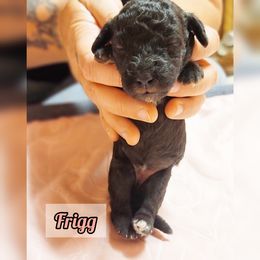 Bedlington Terrier Puppies from Dreamy Muse Bedlingtons
