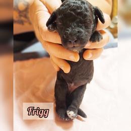 Bedlington Terrier Puppies from Dreamy Muse Bedlingtons
