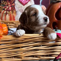 Gingerbread - Red  female Goldendoodle puppy in Chino Valley, Arizona from Bass Creek Doodles