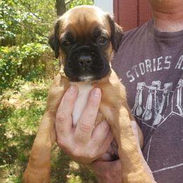 Boxer Puppies from SmashBox Kennel