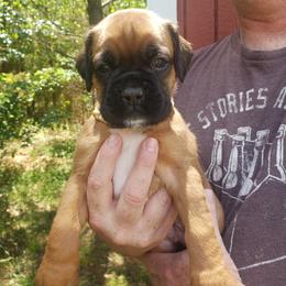 Boxer Puppies from SmashBox Kennel