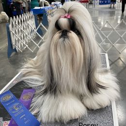 Posey - Shih Tzu