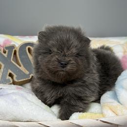 Marlin - Blue male Pomeranian puppy in Newark, Ohio from Keeperofstars Pomeranians