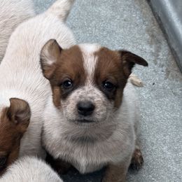 Heath - Red speckled female Australian Cattle Dog puppy in Oberlin, Kansas from Hangin R Kennels