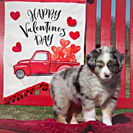 Miniature Australian Shepherd Puppies from Sand Dollar Aussies