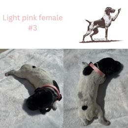 Bellatrix Lestrange - Black roan female German Shorthaired Pointer puppy in Brooklyn, Michigan from BadboysGSPS