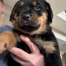 Green girl - Black and mahogany female Rottweiler puppy in Colorado Springs, Colorado from Von Locher Rotties