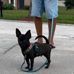 Chihuahua puppies from Kassafina Kennel