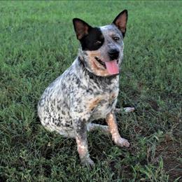 Dixie - Australian Cattle Dog