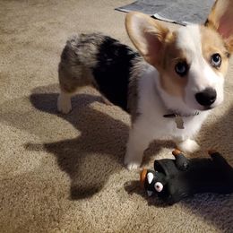 American Corgi and Pembroke Welsh Corgi Puppies from Elk Ridge Corgis