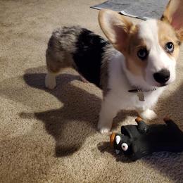 American Corgi and Pembroke Welsh Corgi Puppies from Elk Ridge Corgis