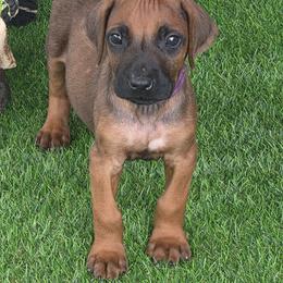 Harrald - Rd whtn blk nose male Rhodesian Ridgeback puppy in Gaffney, South Carolina from Circle D Farms