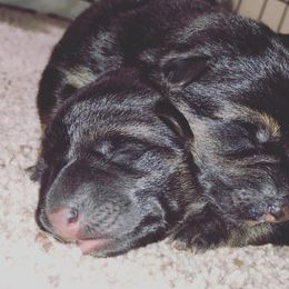 German Shepherd Puppies from Von Brightknight