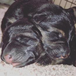 German Shepherd Puppies from Von Brightknight