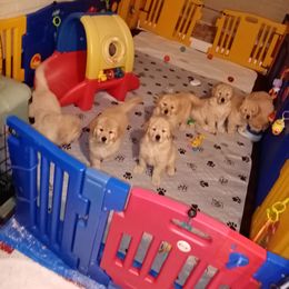 Golden Retriever Puppies from Broomfield Golden's