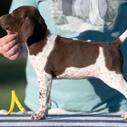 Liver and White Girl - Liver and white female German Shorthaired Pointer puppy in Greensburg, Kentucky from Nosam Kennels- Hungarian Vizslas, and German Shorthairs Located in Kentucky