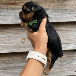 Green Collar Boy - Blue and gold male Yorkshire Terrier puppy in Dewy Rose, Georgia from Dewy Rose Yorkies