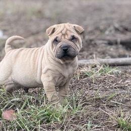 Lo'ak - Fawn male Chinese Shar-Pei puppy in Lehigh Acres, Florida from Florida Wrinkles