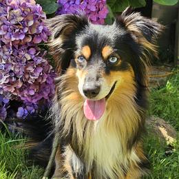 Archie - Black tri male Miniature Australian Shepherd puppy in Marysville, Washington from Garay Mini Aussies