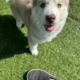 Siberian Husky Puppies from Young Orchard Siberians