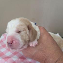 Boy 1 - Red and white male Basset Hound puppy in Denison, Texas from Emma Lou's Baby Bassets