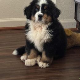 Bernese Mountain Dog Puppies from Allison Thornton