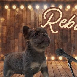 Reba - Blue female French Bulldog puppy in Ennis, Texas from Family Farm Frenchies
