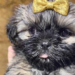 Girl 1 blue girl, gold bow Reserved by JPP - Blue female Shih Tzu puppy in Marion County, Tennessee from Jenkins Puppy Paradise