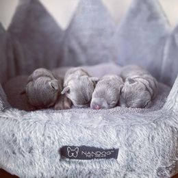 French Bulldog Puppies from MJ Frenchies
