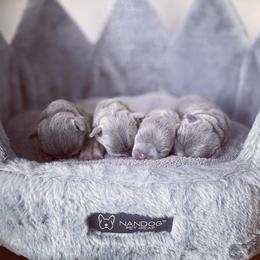 French Bulldog Puppies from MJ Frenchies