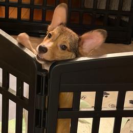 Girl Yellow Collar - Red female Pembroke Welsh Corgi puppy in Boonville, Indiana from M&J Country Kennels