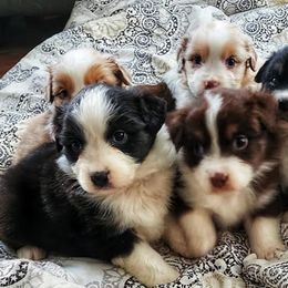 Australian Shepherds, Miniature American Shepherds, and Miniature Australian Shepherds from Copper Sky Aussies & Mini American Shepherds